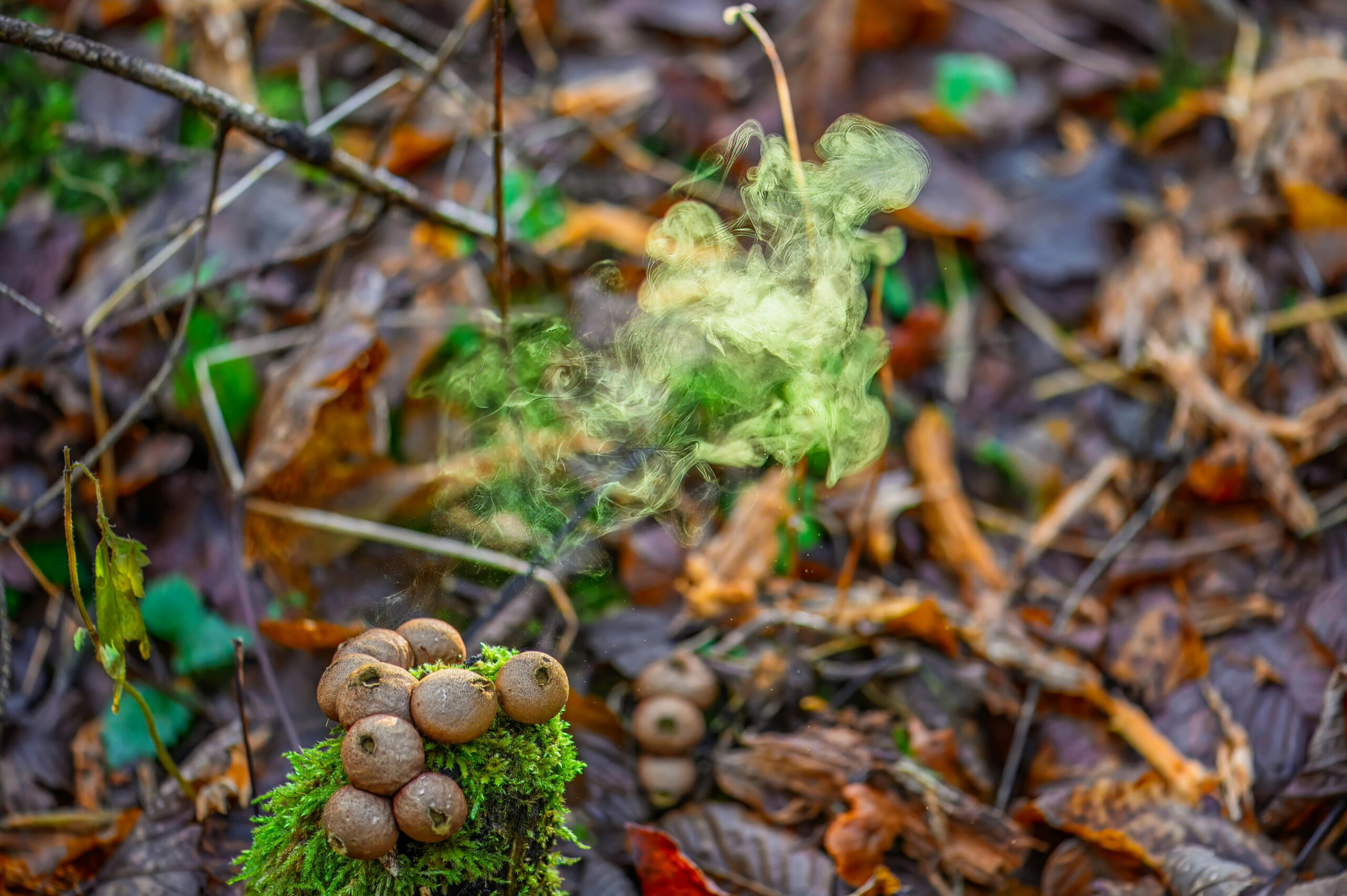 Environmental Systems and Societies (ESS)
